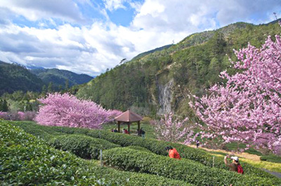 Cherry Blossoms, Wuling Farm, Taichung City, Taiwan