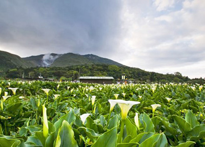 Calla Lillies on Bamboo Lake, Yang Ming Mountain, Taipei City, Taiwan