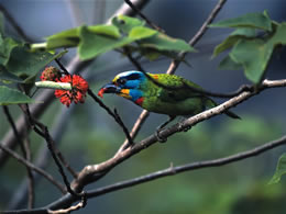wildbird barbet