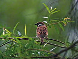 Tree Sparrow